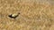 Full shot of Bronze winged jacana or Metopidius indicus in wetland of keoladeo ghana national park or bharatpur bird sanctuary