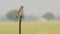 Full shot of Common kestrel or european kestrel or Falco tinnunculus resting then leaving or flying from perch at tal chhapar