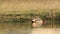 Full shot of Eurasian teal or common teal or Eurasian green winged teal bird floating in wetland during winter migration at