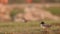 Full shot of Eurasian teal or common teal or Eurasian green winged teal bird in natural green background during winter migration