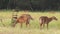 Full shot of female nilgai or blue bull or Boselaphus tragocamelus in group at scenic landscape of jhalana forest or leopard