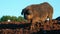 full shot of a hungarian mangalica pig. private pig farming