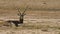 Full shot of male blackbuck or antilope cervicapra or indian antelope in open field and grassland of tal chhapar sanctuary