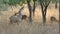 Full shot of nilgai or blue bull or Boselaphus tragocamelus and bunch or herd of spotted deer busy in eating grass and fruit from
