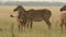 Full shot of nilgai or blue bull herd with fawn later female chased by a male in grassland of tal chhapar sanctuary churu