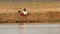 Full shot of Northern shoveler or shoveller or Anas clypeata or Spatula clypeata in action preening in golden hour light at