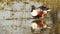 Full shot of Northern shoveler or shoveller or Anas clypeata or Spatula clypeata preening in golden hour light at keoladeo