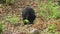 Full shot of sloth bear or Melursus ursinus busy eating termites from mound an aggressive and Vulnerable animal species from wild