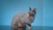 Full shot of Sphynx cat with sore watery eyes sitting on table in vet clinic