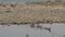 Full shot of Spotted deer or Chital or axis axis herd swimming in water to cross ramganga river at dhikala zone of jim corbett