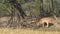 Full shot of Spotted deer or Chital or Cheetal or axis axis grazing grass in natural scenic background at wetland of keoladeo