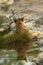 Full shot of wild adult female bengal tiger or tigress resting in natural water source to cool down her body in humid environment