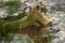 Full shot of wild adult female bengal tiger or tigress resting in natural water source to cool down her body in humid environment