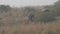 Full shot of wild asian elephant or tusker family with calf eating grass near ramganga river shore at dhikala zone of jim corbett