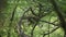 full shot of wild indian female leopard or panther hanging or resting on tree in natural monsoon green background at jhalana