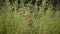 full shot of wild male leopard or panther camouflage in green grass during monsoon season safari at forest of central india