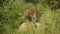 Full shot of wild male leopard or panther standing on big rock stalking prey in monsoon green background at forest of central