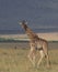 Full side profile of lone baby masai giraffe walking in the wild savannah of masai mara, kenya