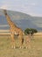 Full side view of mother and baby giraffe standing alert together in the wild savannah of the masai mara, Kenya