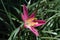 Full side view of pollen-laden colorful `Mexican Lily` in vivid Magenta with dark leaf background