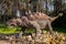 Full-size ankylosaurus statue in the forest of Belgorod dinopark. Herbivorous dinosaur