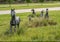 Full size bronze sculpture of five horses running beside a neighborhood in the Phillips Creek Ranch development in Frisco, Texas