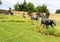 Full size bronze sculpture of four horses running beside a neighborhood in the Phillips Creek Ranch development in Frisco, Texas