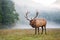 Full size male elk looking at camera