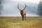 Full size male elk walking in North Carolina