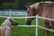 Full Size and Miniature Horse Gaze at Each Other Over Fence
