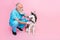 Full size photo of serious professional veterinarian wear blue uniform inspect listen husky stethoscope isolated on pink