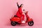 Full size profile side photo of young crazy excited smiling girl riding moped fast extreme isolated on pink color