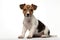 Full size purebred jack russell terrier puppy on white background with copy space. Pedigree dog. For advertising, poster, banner,