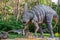 Full-size statue of parasaurolophus in the forest of Belgorod dinopark. Herbivorous dinosaur