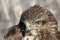 Full size very close up and detailed photo of head and eyes of common buzzard