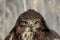 Full size very close up and detailed photo of head and eyes of common buzzard