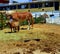 Full sized horse with a Shetland pony.