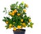 Full of small citrus tree