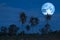 full sturgeon moon on the night sky back silhouette coconut trees