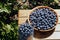 Full summer. Highbush blueberry fruit harvest Vaccinium corymbosum L