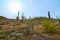 Full sun in the sky over Saguaro cactues growing on a hillside in Saguaro National Park (East), Tucson Arizona