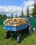 A full tractor of dry birch firewood in the countryside on a clear summer day