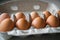 Full tray with chicken eggs. Eggs cardboard container. Close-up. Selective focus