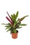 Full tropical `Calathea Lancifolia` houseplant, also called `Rattlesnake Plant` with exotic dot pattern in flower pot