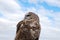 Full Upper Torso of Mexican Spotted Owl