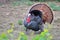 Full View of Black Turkey