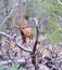 Full view of a Roosevelt wapiti.