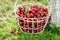 Full of vitamins sweet cherries harvested from garden