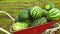 A full wheelbarrow with ripe large watermelons in the field. Harvesting watermelons in summer