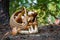 Full wicker basket of Boletus Edulis in the forest. Mushroom basket in the woods at fall. Nobody